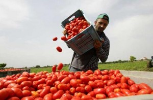 Assunzioni, in arrivo 100mila nuovi posti contro caporalato
