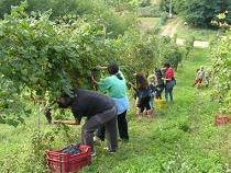 E’ boom per i voucher. Il Ministero li estende a tutte le attività agricole