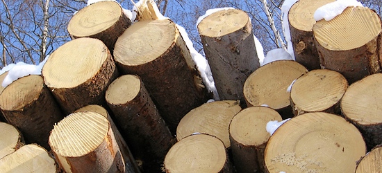 Industria della carta e del legno è sempre più centrale per la conservazione delle foreste