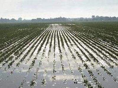 L’agricoltura ostaggio dell’andamento stagionale. Cia Siena: «Ma interventi per evitare annate tragiche sono possibili»