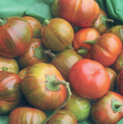 E’ Dop la melanzana rossa di Rotonda