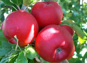 Ortofrutta italiano in mostra a Berlino. Confagricoltura, la salubrità dei prodotti italiani fa la differenza