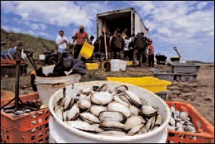 Crisi per la pesca dei molluschi, in Veneto un’azione straordinaria