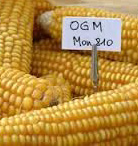OGM, firmato decreto che vieta coltivazione mais Mon810