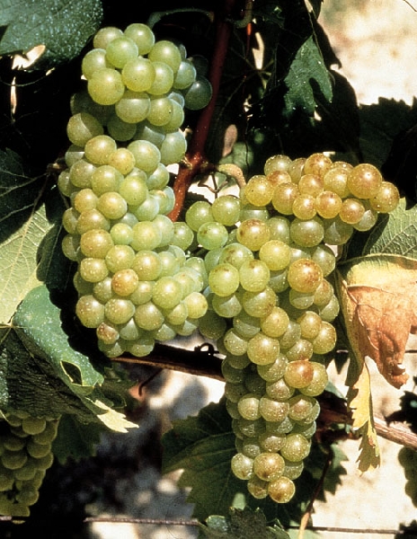 Asti. C’è l’accordo per la vendemmia delle uve Moscato