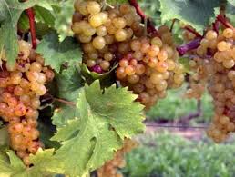 Vino, in Puglia via libera del comitato regionale a modifica Igp e moscato