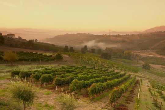 Cantine Aperte in Vendemmia, il 14 settembre in Campania