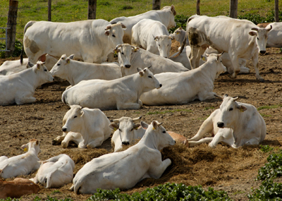 Chianina, il gigante buono compie duemila anni