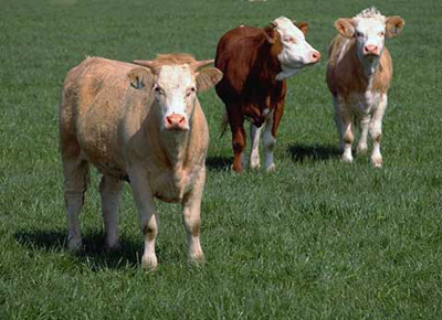 Allevamenti bovini e carne rossa: sfatare le fake news. Focus sulla razza piemontese