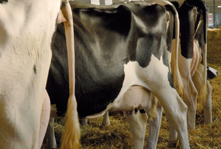 Coronavirus. Cia, stop latte dall’estero, le stalle italiane non devono fermarsi