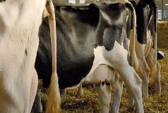Fiera Internazionale del Bovino da Latte, a CremonaFiere dal 28 al 31 ottobre 2015