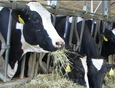 Benessere animale. Corte dei Conti pubblica documento su misure adottate da Ue