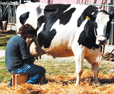 Mungitura e latte di qualità. Alla tenuta Improsta un corso su sanità, benessere e buone pratiche