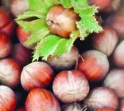 Nocciole. Decolla il progetto Loacker in Maremma. Piantagioni per 300 ettari