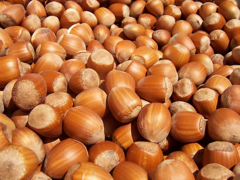 Nocciole, Confagricoltura: Frenare l’import da Turchia e Azerbaigian