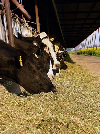 Prezzi agricoli, a maggio un nuovo stop