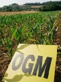 Ogm, per Cia grave la sentenza della Corte Ue. Ora subito la clausola di salvaguardia per tutelare qualità e tipicità