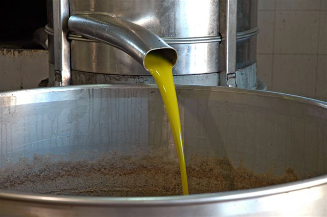 Allarme olivicoltori toscani. «Accordo Coldiretti-Federolio svende il lavoro dei produttori e sdogana le miscele»