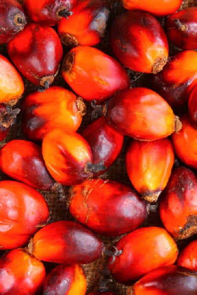 Olio di palma. Tensioni Europa-Indonesia, a rischio export lattiero caseario UE. Confagricoltura: l’Italia punti senza indugi sulle rinnovabili