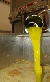 Concorso Sol d’Oro, al via le ‘Olimpiadi’ dell’olio di qualità