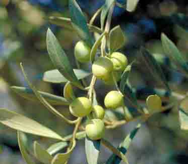 In arrivo le Tre Olive di Slow Food. L’elenco completo