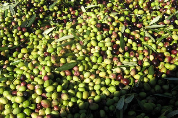 Olive in Toscana, «raccolta anticipata ma senza esagerare»