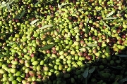 Olio toscano, convegno a Siena su territorio e certificazione