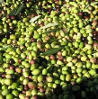 Olio d’oliva: l’accordo dell’Ue sul prodotto tunisino è uno schiaffo agli agricoltori italiani