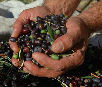 La stagione dell’olio in provincia di Siena