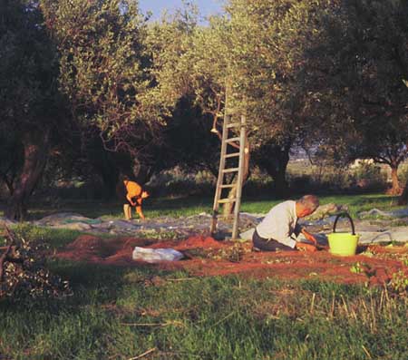 Innovazione e formazione per migliorare la sicurezza in agricoltura