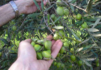 Olio, a Pisa sportello gratuito per difendere gli olivicoltori dalla mosca