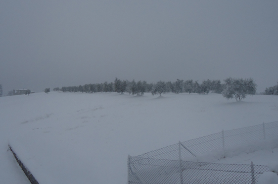 Nel Senese possibili danni agli olivi dopo la nevicata. Fare richiesta per stato di calamità
