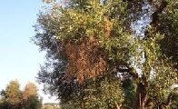 Xylella: applicare subito il piano Silletti e sbloccare le misure europee sulla vite