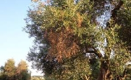 Xylella, altra brutta figura italiana ed europea secondo Confeuro