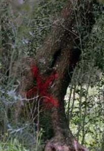 olivo_marcato_xylella.jpg