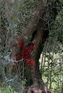 Albero infetto da xylella sequestrato a Monopoli. Preoccupazione di Italia Olivicola, Sicolo: Valutiamo di rivolgerci a Mattarella