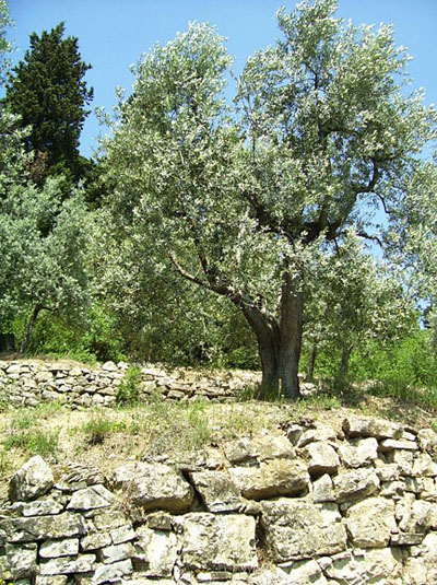 Buon clima per oliveto Italia. Le temperature stanno favorendo la fioritura