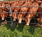 Il mercato della carne crescerà nel 2014 secondo le stime della Fao