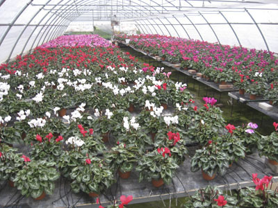 Ricerca in ortofloricoltura. Italpollina e Università della Tuscia danno vita ad Arcadia