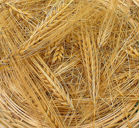 Un orzo resistente ai cambiamenti climatici. Gendibar: una task force di ricercatori guidati al Crea a lavoro per il miglioramento genetico