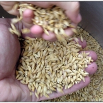 Serve più orzo bellunese per la birra Pedavena. Appello alla coltivazione anche da Zaia