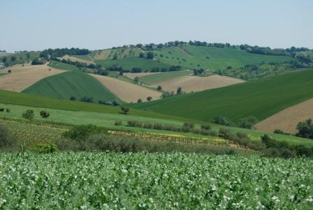PSR Marche. Nuovo termine presentazione domande di sostegno e pagamento per le misure a superficie e a capo 2018