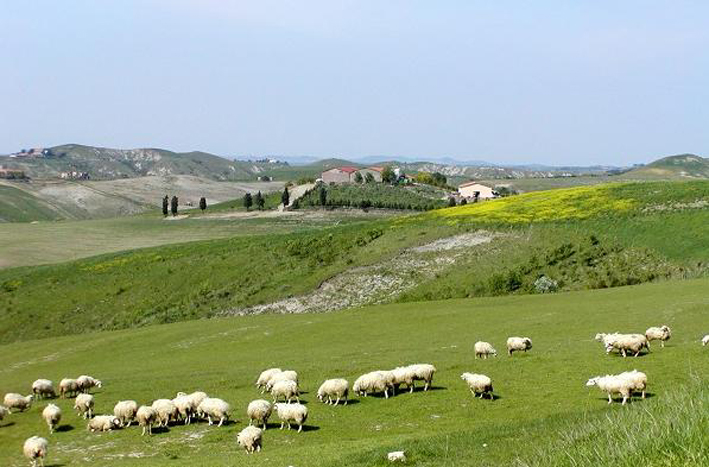 Volterra, la patria del Tartufo marzuolo