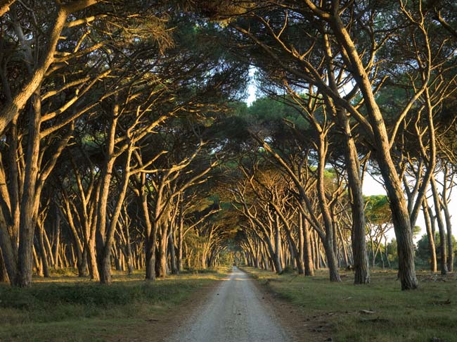 Coltivazioni di canapa a San Rossore, al via sperimentazione nel pisano