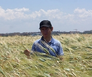 I grani del tavoliere delle puglie per il progetto SaveGrainPuglia. Il 29 settembre a Bari