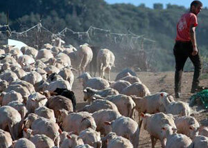 Crisi latte ovino. Toscana teme ripercussioni e domani firma protocollo con Regione, associazioni agricole, consorzi e cooperative per ‘controllo prezzo latte’