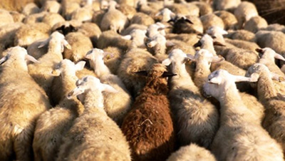 Abruzzo – Sardegna: uno scambio di esperienza fra giovani pastori
