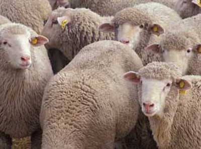 Pecore di Siena e Grosseto, 100mila euro per stop ai lupi con sistemi dissuasivi