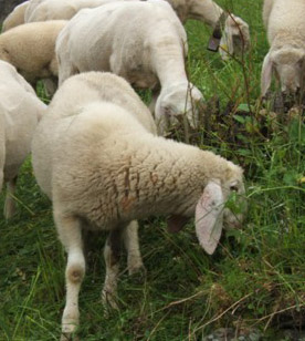 Agnello, carne più consumata in Toscana. E con metodo islamico halal nuovi sbocchi di mercato