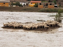 Alluvione in Sardegna, nelle campagne è strage di animali